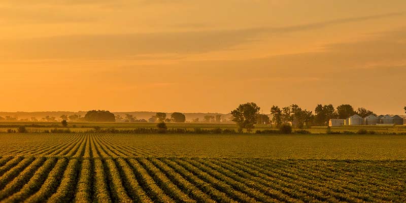 soybeans in late evening sun