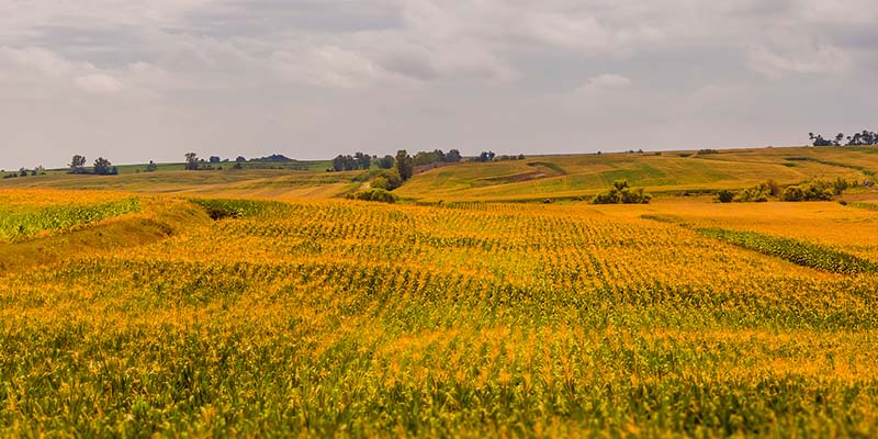 ripe corn across landscape